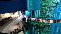Enorme fuite d'eau dans l'aquarium d'un centre commercial