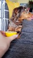 Hilarant  quand ton chien goûte un citron pour la première fois
