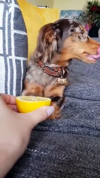Hilarant quand ton chien goûte un citron pour la première fois