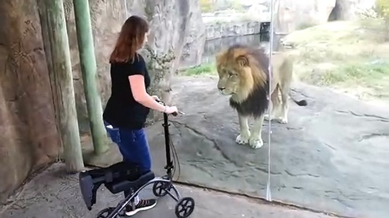 Quand un lion est intrigué par les trotinettes