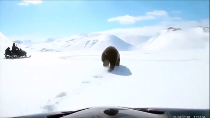Suivre un ours en motoneige  mauvaise idée !