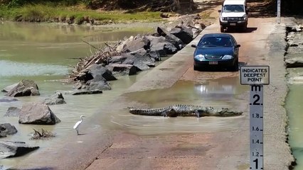 Un alligator traverse la route et coupe la circulation