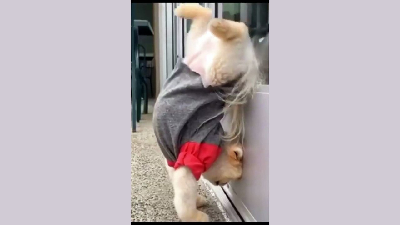 Crazy Dog