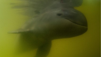 Orphelin, ce bébé dauphin de l'Irrawaddy a été sauvé d'une mort certaine