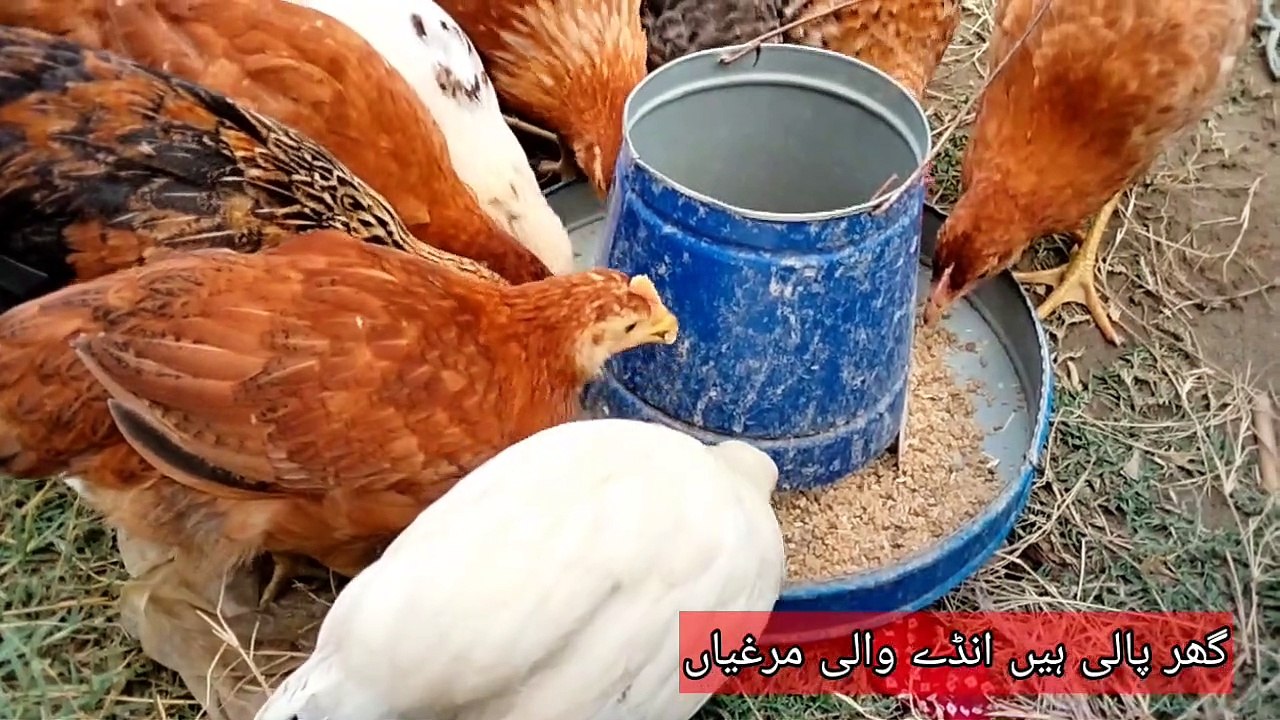 Hens Chicken