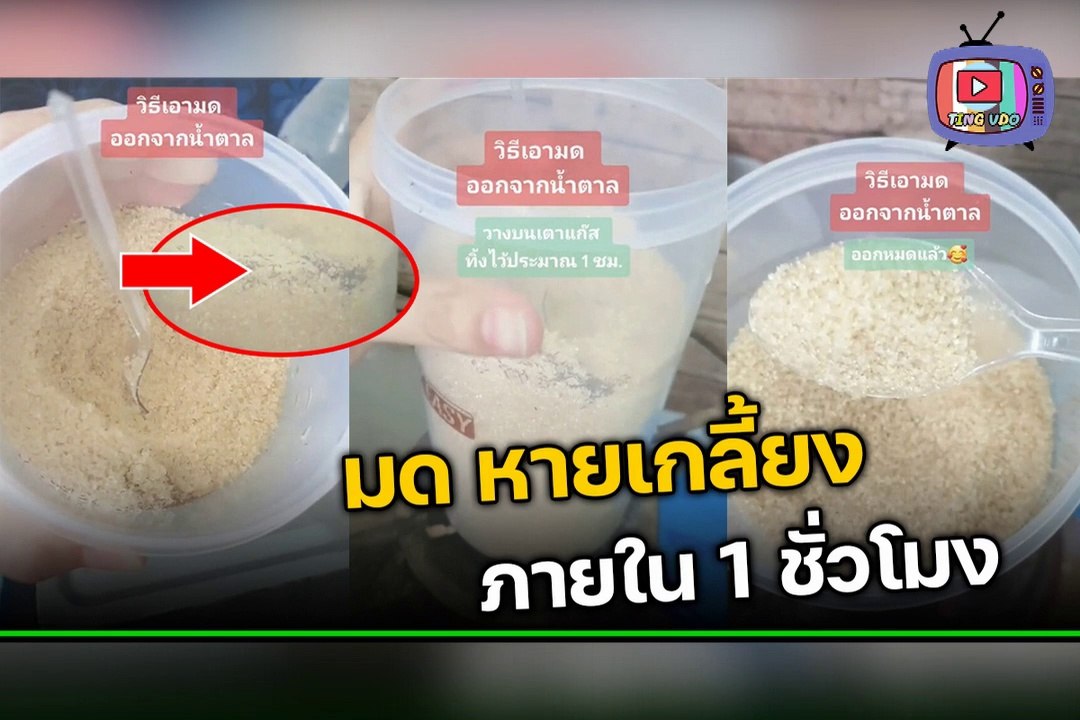 ได้ผลแน่นอน วิธีจัดการมดเข้ากระปุกน้ำตาล จัดการง่ายๆ ด้วยวิธีนี้