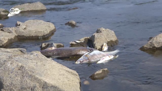 Бедствие на Одере: что вызвало загадочную гибель рыбы? (29.08.2022)