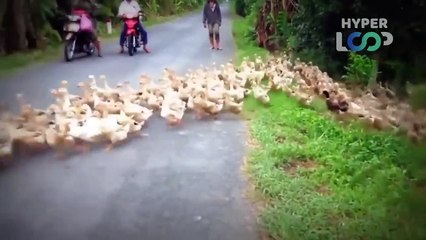 25 INCREDIBLE ROAD MOMENTS CAUGHT ON CAMERA