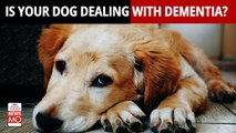 Here’s Everything You Need To Know About Canine Dementia or Dog Dementia