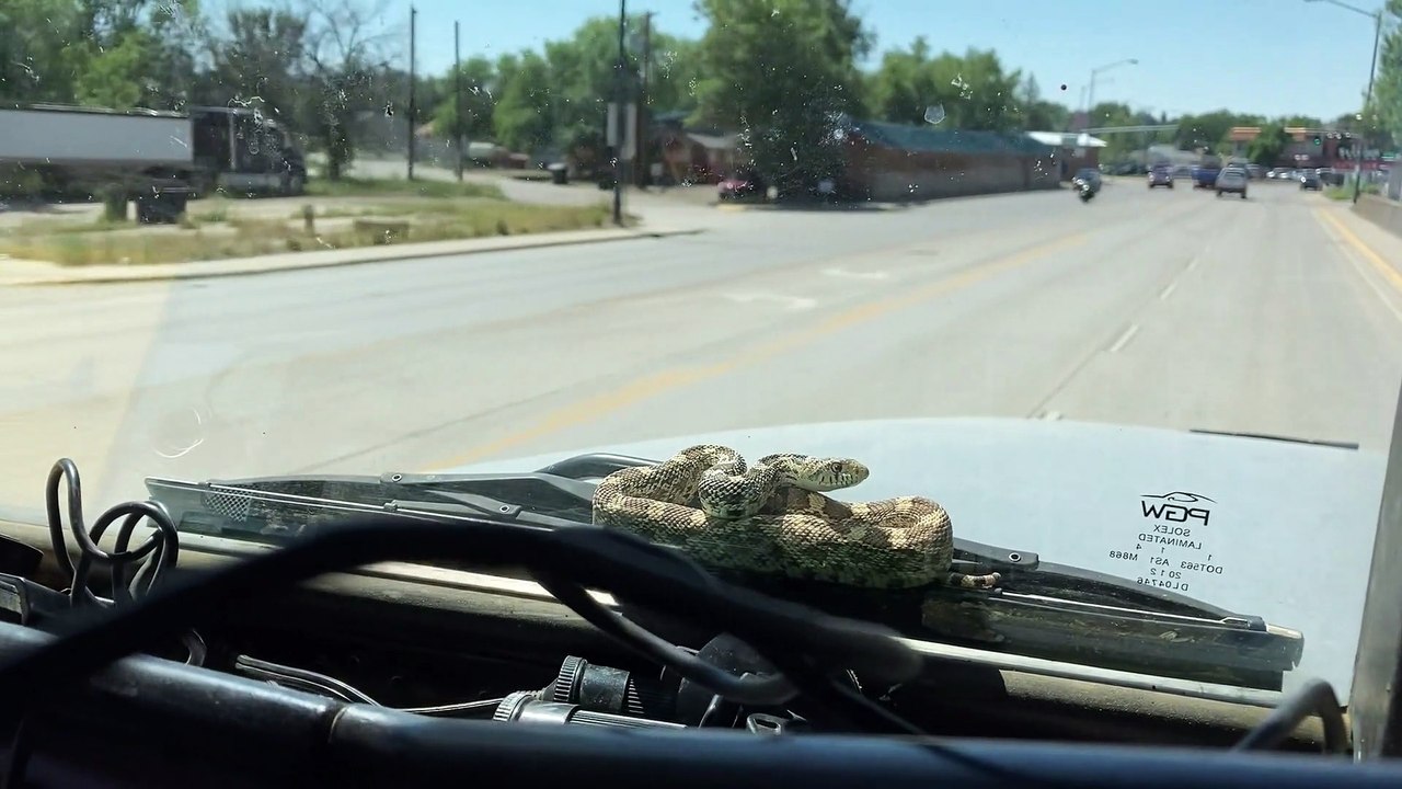 Snake Takes a Ride on the Windshield
