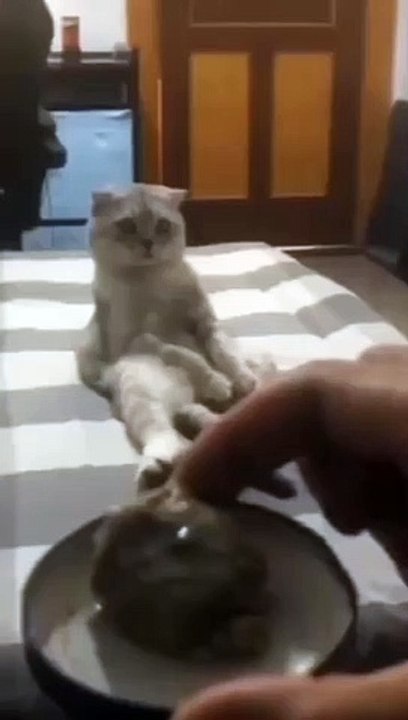Cat  scared    of random things