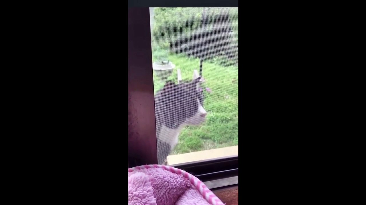 Funny Cat videos 2022