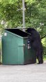 Black Bear Goes Dumpster Diving