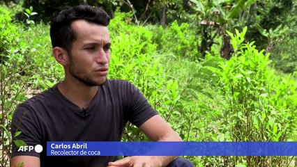 Catatumbo, la región cocalera de Colombia donde perdió la paz y la guerra antidrogas