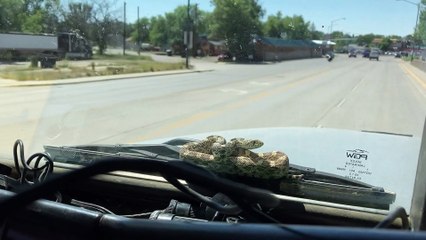 Snake Takes a Ride on the Windshield