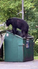Black Bear Goes Dumpster Diving