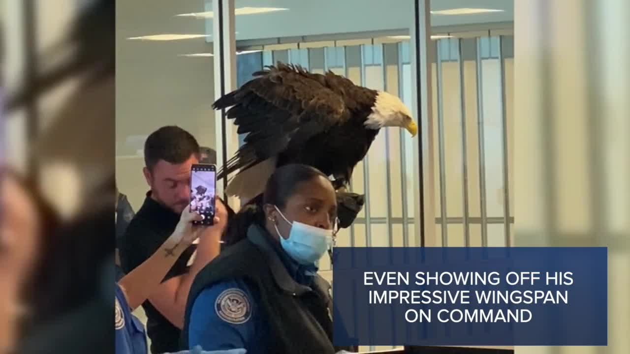 Check This Out: Massive bald eagle surprises travelers at North Carolina airport