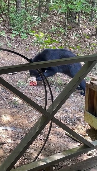Burger Craving Bear Finds Food in the Trash