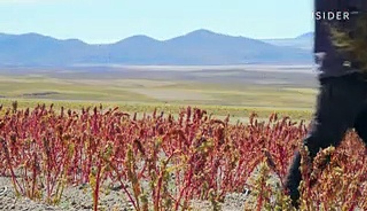 Royal quinoa is known as the "mother of all gra...