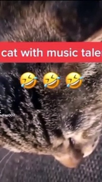 Cat with music talent