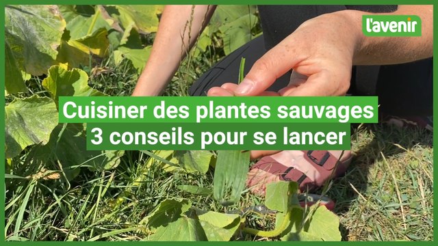 Manger des plantes sauvages: 3 conseils pour se lancer