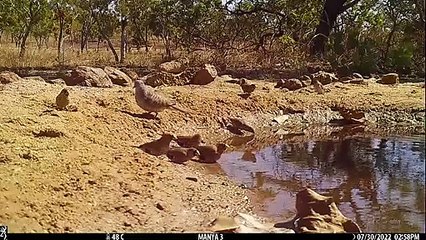 Forgotten school spy cam discovers Aussie bush secrets | August 30, 2022 | Katherine Times