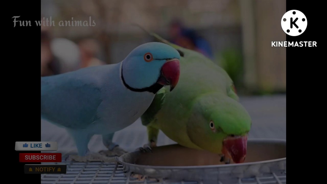 Beautiful parrots