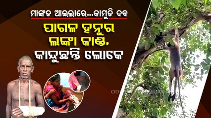 Special Story | Rogue monkey that injured 10 people tranquilized, caught in Khordha