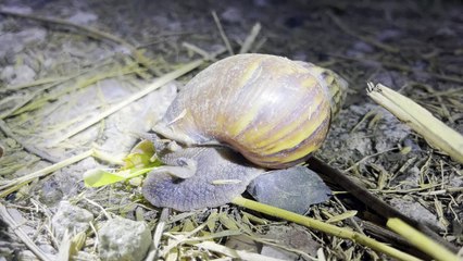 NHÀ ĐẤT CHÍNH CHỦ | ỐC MA ĐI ĂN ĐÊM #nhadatchinhchu, #mientay, #shorts