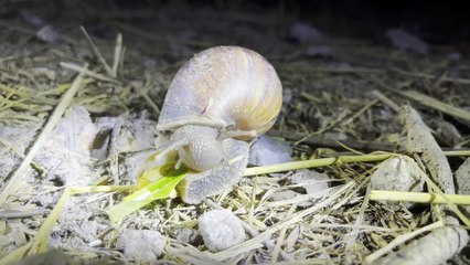 NHÀ HAI LÚA | ĐI THĂM RUỘNG BAN ĐÊM GẶP ỐC MA