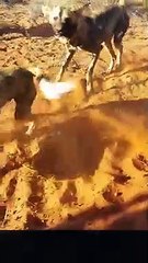 Wild dog eating GNU alive #Shorts #Youtubeshorts