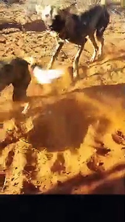Wild dog eating GNU alive #Shorts #Youtubeshorts