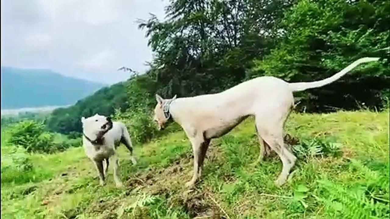 The Power of  Dogo Argentino _ How Strong Is a Dogo Argentino's Bite Force_