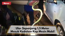 Ular Sepanjang 1,5 Meter Masuk ke Kap Mesin Mobil Warga Pekanbaru !!