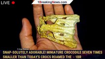 Snap-solutely adorable! Miniature crocodile SEVEN times smaller than today's crocs roamed the  - 1BR