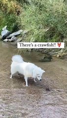 Funny dog playing videos