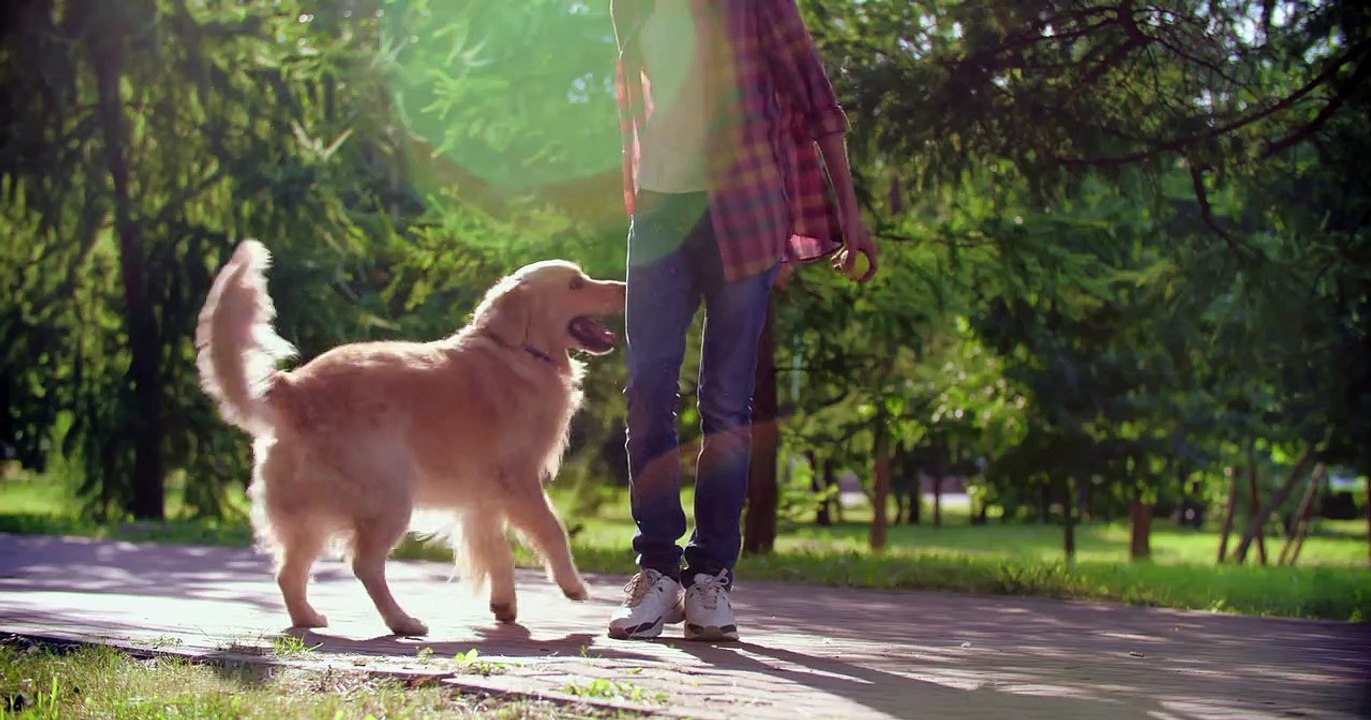 dog training video is veery intersing