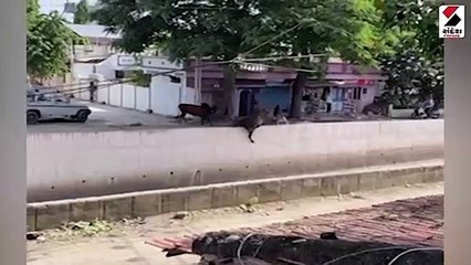 Video: બોટાદમાં સાળંગપુર રોડ પર રખડતા ઢોરનો આતંક