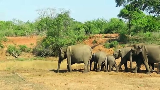 जंगल मै पानी कि कमी के कारन हाथी परिवार के साथ गंदा पानी पीने को मजबूर,elephant baby funny videos, elephant and baby playing, baby elephant funny videos bathing, baby elephant funny videos, elephant in swimming pool, baby elephant play ball, elephant bre