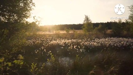 Beautiful nature of sound make relaxing mind