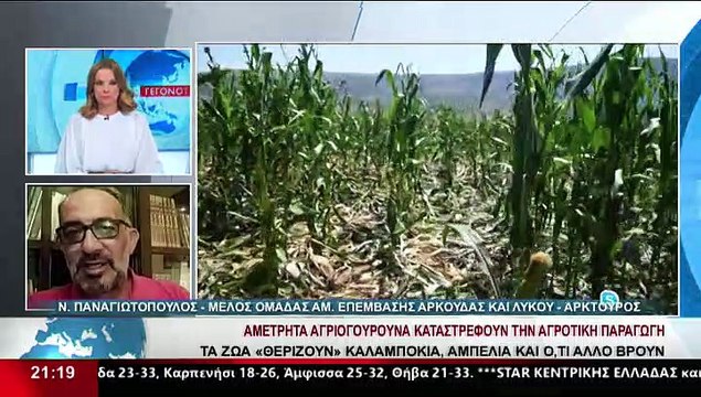 Ο Ν. Παναγιωτόπουλος, μέλος της ομ. επέμβασης αρκούδας και λύκου - Αρκτούρος, στο STAR