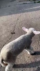 Lamb born with backward feet learns to walk