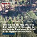 Los Mossos desmantelan una plantación de marihuana cerca del pantano de Susqueda