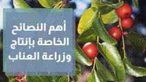 زراعة وإنتاج العناب