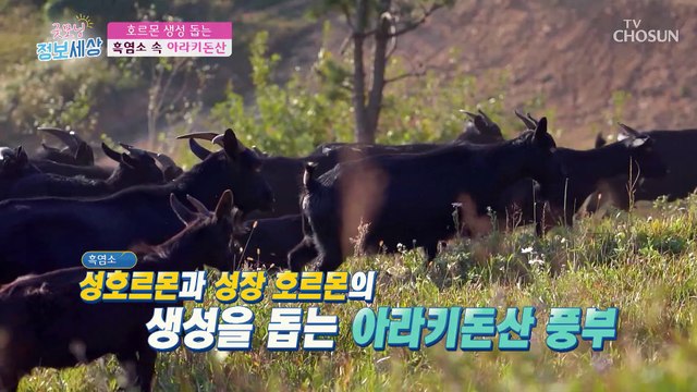 줄어드는 호르몬을 생성을 돕는 성분이 풍부한 흑염소 진액 TV CHOSUN 220830 방송