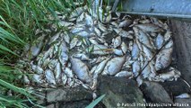 Oder River residents grasp loss from fish die-off