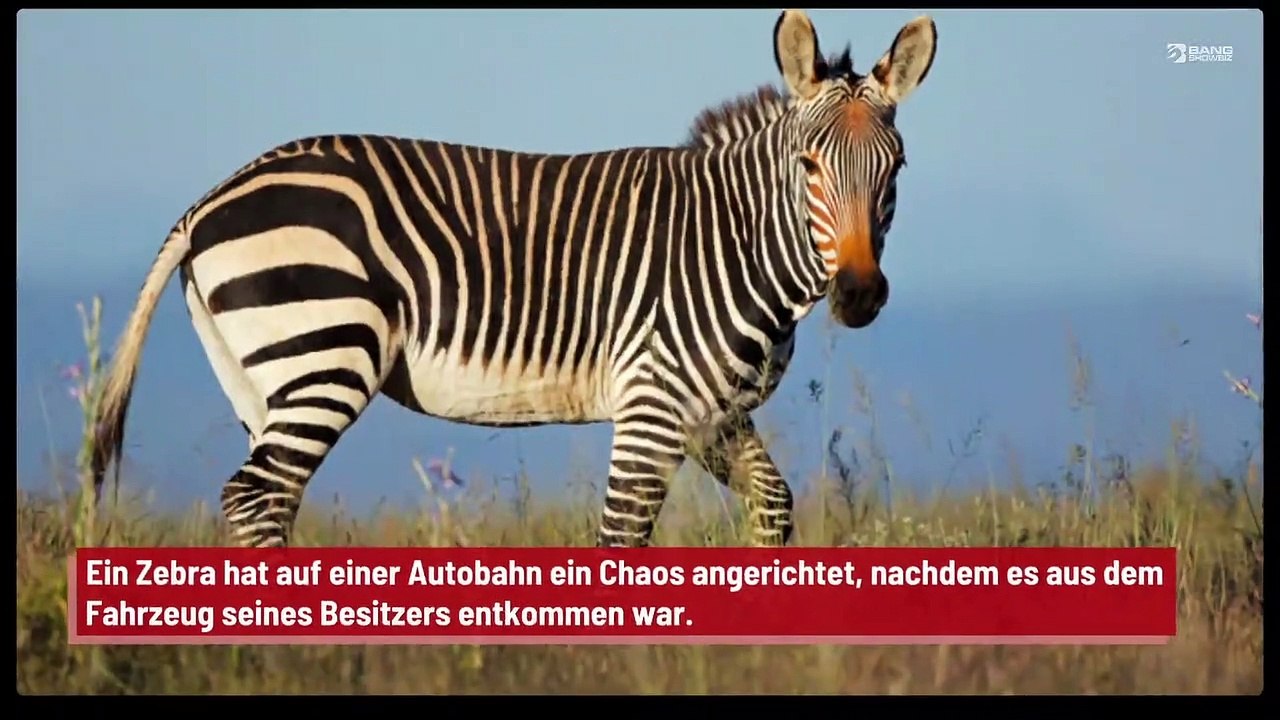 Ein Zebra verursacht Chaos auf einer Autobahn
