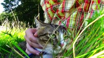 Affectionate Little Cat Sits in My Arms at the Picnic