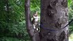 Cute Little Cat Climbs into a Tree for the First Time