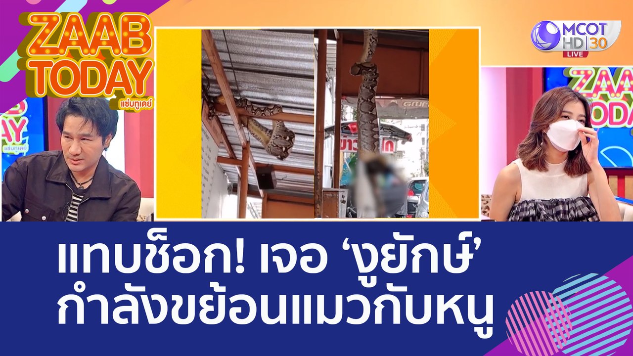 แทบช็อก! นั่งอยู่ดีๆ เจอของปริศนาตกใส่หัว แหงนมองเจอ 'งูยักษ์' กำลังขย้อนแมวกับหนู (30 ส.ค. 65) แซ่บทูเดย์